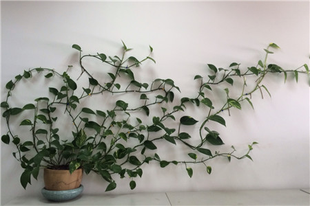 绿萝长高了应该掐头吗