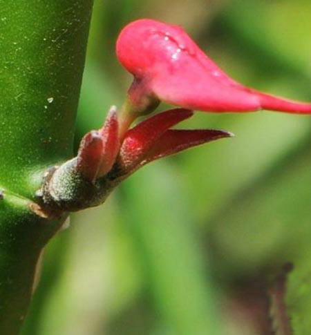 红雀珊瑚的换盆方法和时间