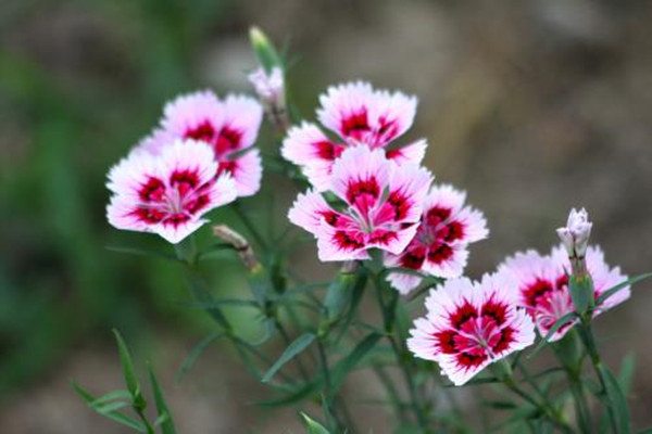 石竹开花前后怎么养护好