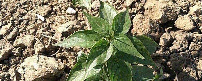 狗肝菜的养殖方法(狗肝菜的养殖方法大全)