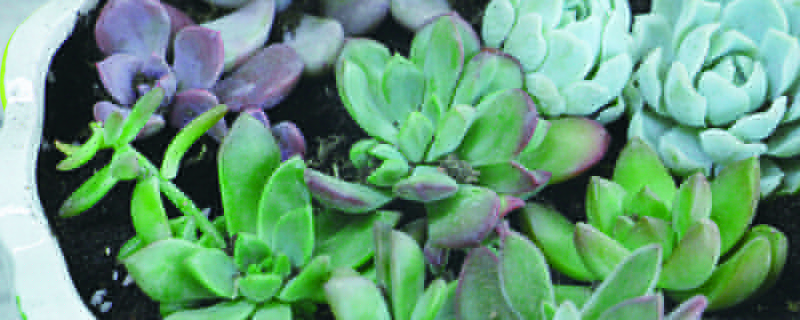新手怎样种植多肉植物(新手种多肉怎么样把多肉种活)