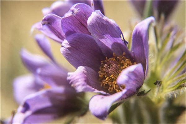 白头翁的繁殖方法(白头翁怎么饲养)