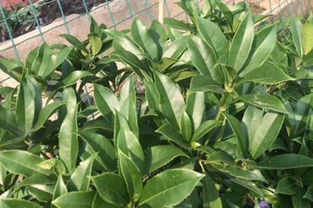 桂花叶子有点发黄怎么办