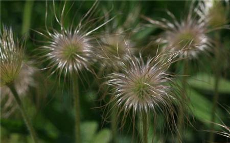 白头翁怎么饲养