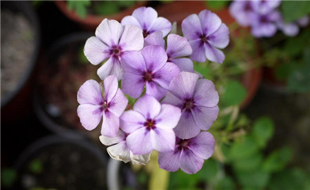 福禄考好养活吗