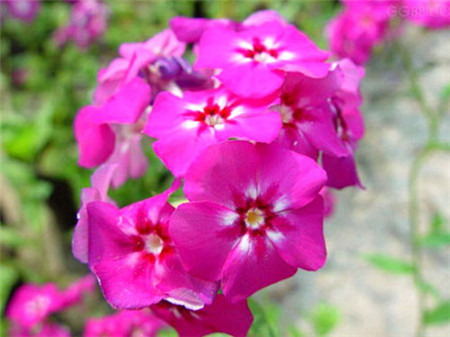 福禄考好养活吗