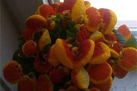 蒲包花是多年生吗