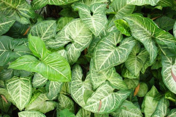 白蝴蝶的病害防治(白蝴蝶植物怎么养)