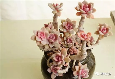 多肉白凤老桩图片