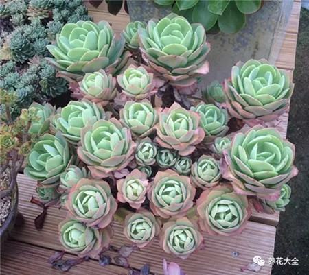 多肉白凤老桩图片