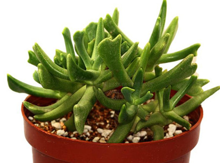 快刀乱麻休眠期怎么养护(快刀斩乱麻是什么职业)