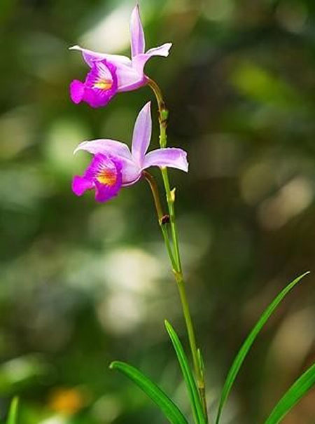 竹叶兰花