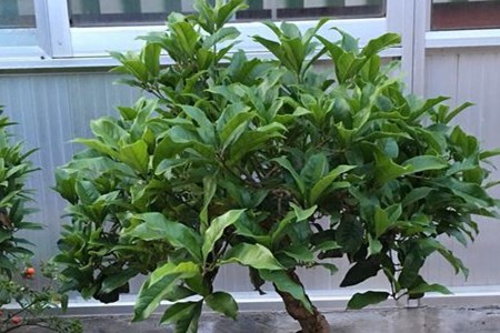 桂花叶子有点发黄怎么办