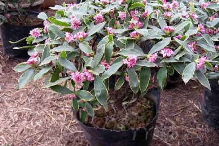 瑞香花怎么繁殖后代