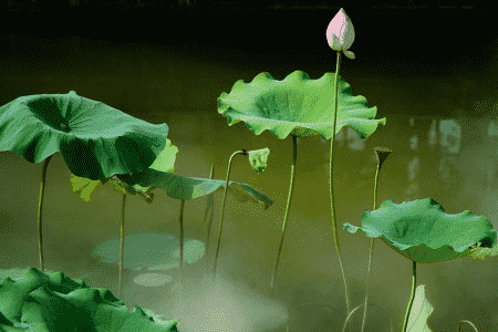 荷花几年开花结果