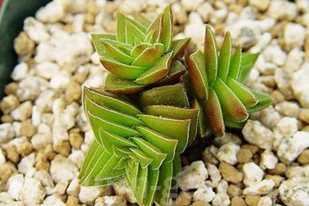 茜之塔和火祭有什么区别