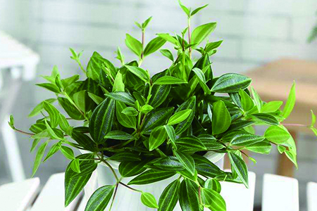 钻石翡翠是什么植物