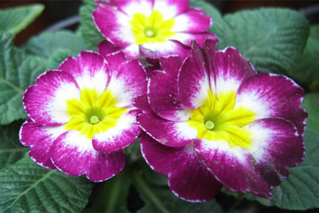 报春花常见的种类有哪些花