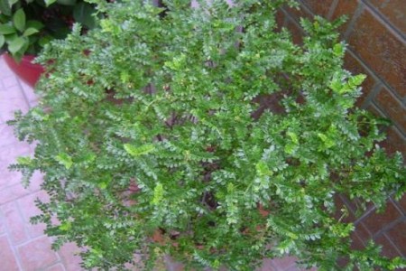 清香木怎么扦插多久发芽啊