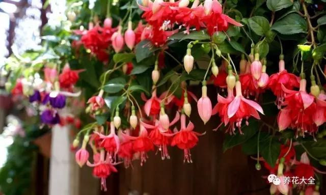 夏天什么花好养活