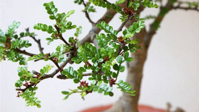 清香木黄叶怎么回事黄叶枯萎的原因及补救办法(清香木黄叶是什么原因)