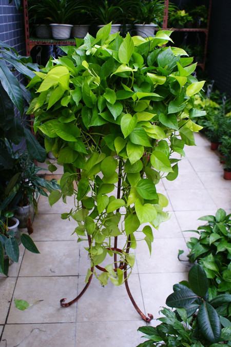 绿萝长高了应该掐头吗