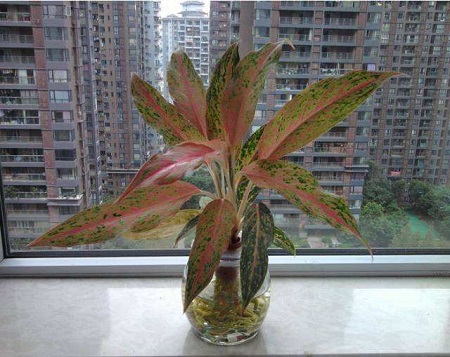 如意皇后开花吗?有毒吗?