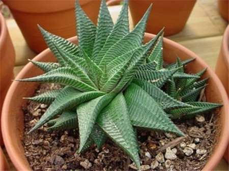 琉璃殿老桩图片