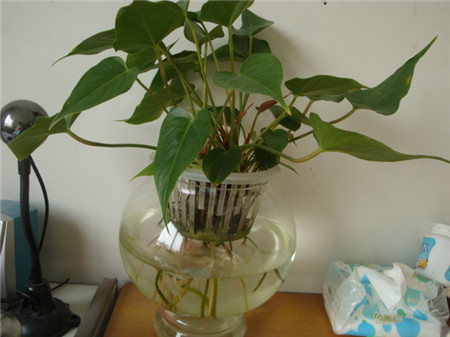 粉掌水培可以加点什么好