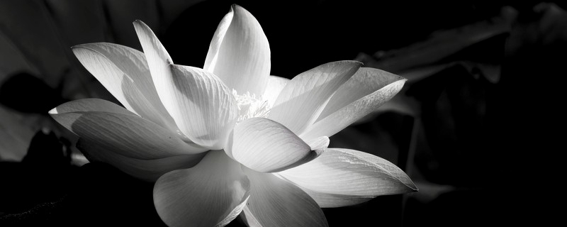 荷花一年开几次花花期怎么养护(荷花几年开花结果)