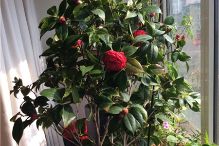 茶花播种的方法和时间