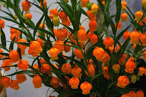 宫灯百合的繁殖方法(宫灯百合的播种和种球繁殖)