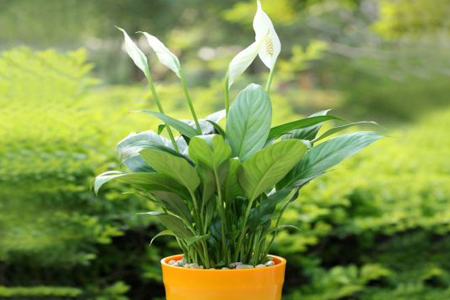 白鹤芋怎么繁殖的