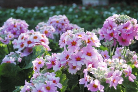 报春花常见的种类有哪些花