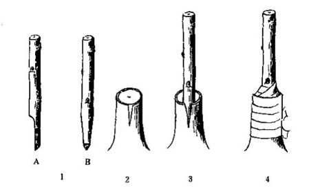 杜鹃花的繁殖方法?