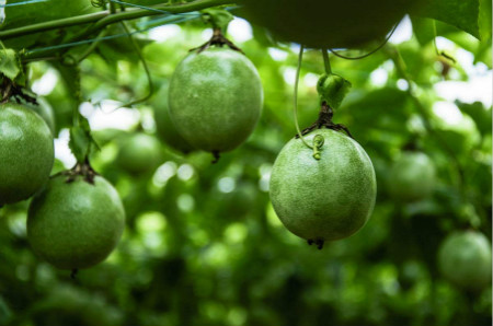 百香果阳台种植方法图百度百科