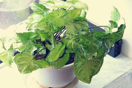 白蝴蝶植物怎么养