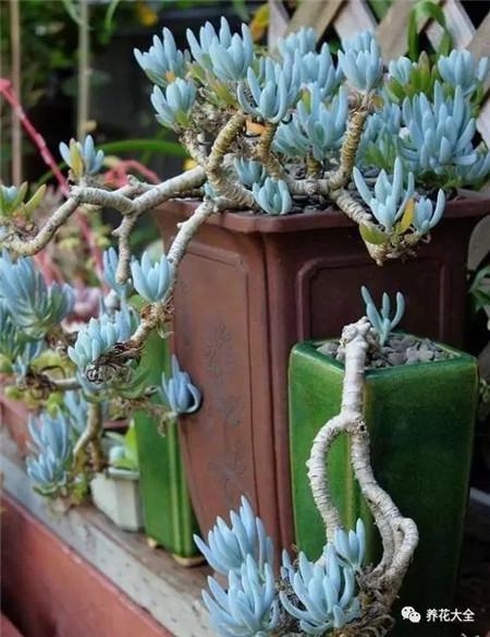 多肉白凤老桩图片