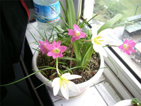 风雨兰怎么修剪才能开花