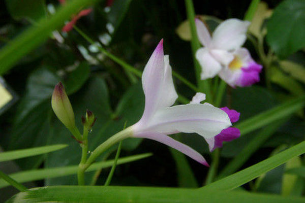 竹叶兰怎么盆栽(竹叶兰花)