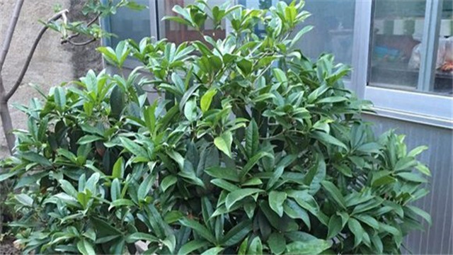 桂花叶子发黄怎么办黄叶枯萎的原因及补救办法(桂花叶子有点发黄怎么办)