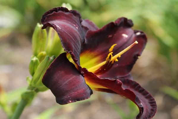 萱草的培养方式及环境的影响(萱草的栽培技术)