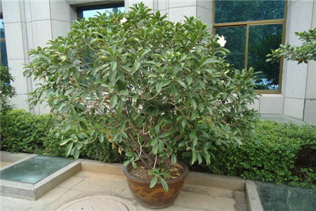 非州茉莉开花什么样