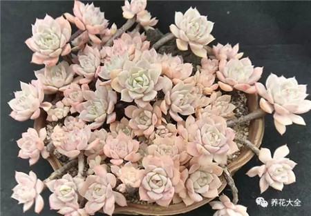 多肉白凤老桩图片