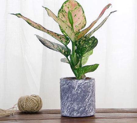 如意皇后什么时候开花(如意皇后开花吗?有毒吗?)