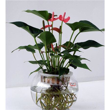 粉掌水培可以加点什么好