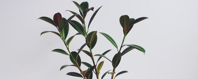 橡皮树秋天怎么养(橡皮树秋天养护知识)