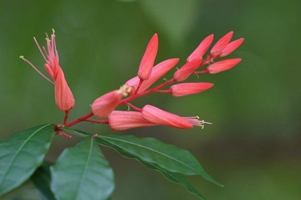 红雀珊瑚的换盆方法(红雀珊瑚的换盆方法和时间)