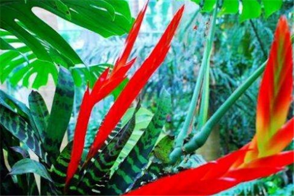 虎纹凤梨的繁殖方法(虎皮凤梨花什么样子)