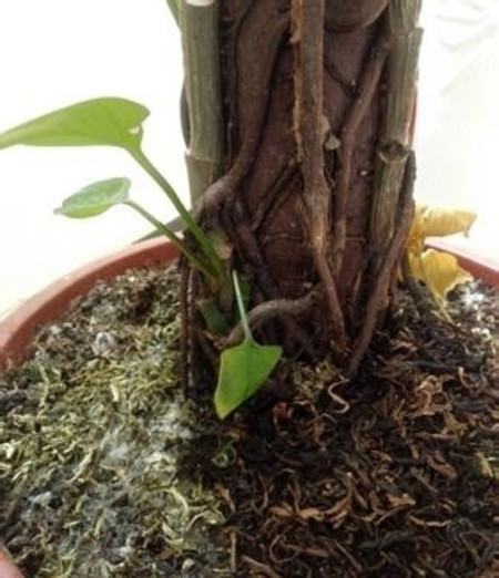 绿萝长高了应该掐头吗